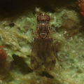 Drosophila pilimana Makaha 0002