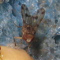 Drosophila pilimana Makaha 4726