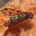 Drosophila pilimana Manuwai 1070