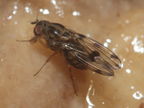 Drosophila pilimana Manuwai 1095