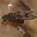 Drosophila pilimana Manuwai 1096