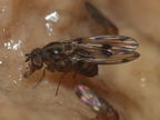 Drosophila pilimana Manuwai 1096