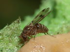 Drosophila pilimana Manuwai 1105