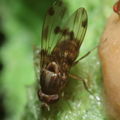 Drosophila pilimana Manuwai 1106.jpg