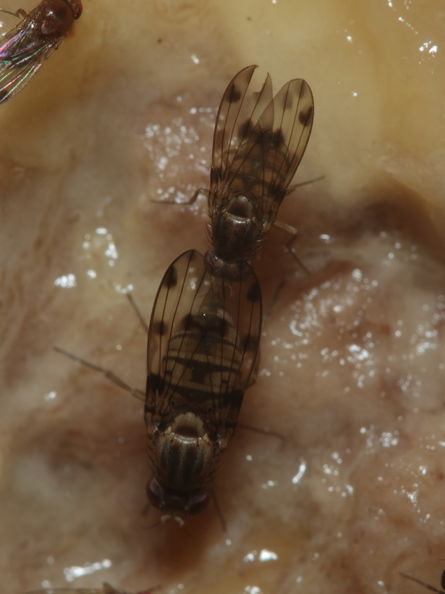 Drosophila pilimana Manuwai 1123.jpg