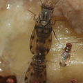 Drosophila pilimana Manuwai 1124