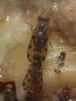Drosophila pilimana Manuwai 1124