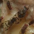 Drosophila pilimana Manuwai 1126.jpg