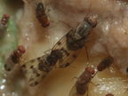 Drosophila pilimana Manuwai 1126