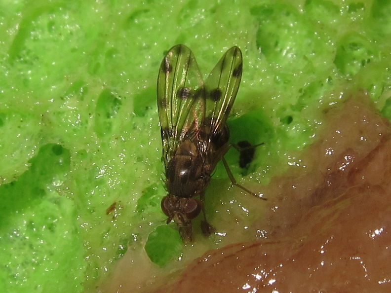 Drosophila pilimana Manuwai 3853.jpg