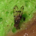 Drosophila pilimana Manuwai 3853