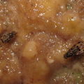Drosophila pilimana Manuwai 3860