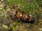 Drosophila pilimana Waianae 5533