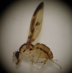 Drosophila pilipa Mahanaloa