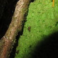 Drosophila pilipa Mohihi 0376