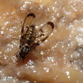 Drosophila planitibia Waikamoi 6946