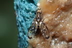 Drosophila planitibia Waikamoi 6949
