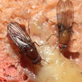 Drosophila primaeva Pihea 3951