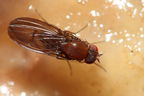 Drosophila primaeva Pihea 3957