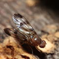Drosophila prolaticilia Olaa 6113