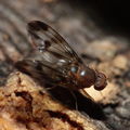 Drosophila prolaticilia Olaa 6116
