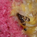 Drosophila prolaticilia Stainback 0460.jpg