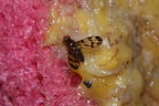 Drosophila prolaticilia Stainback 0461