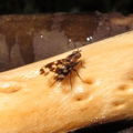 Drosophila pullipes Army Road 0694