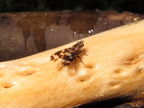 Drosophila pullipes Army Road 0694