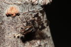 Drosophila pullipes Army Road 6233 crop