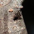 Drosophila pullipes Army Road 6233.jpg