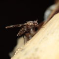 Drosophila pullipes Army Road 6331.jpg