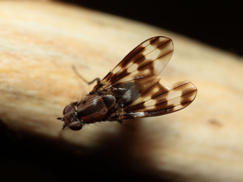 Drosophila pullipes Army Road 6349.jpg