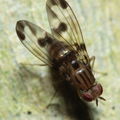 Drosophila punalua Hapapa 4398