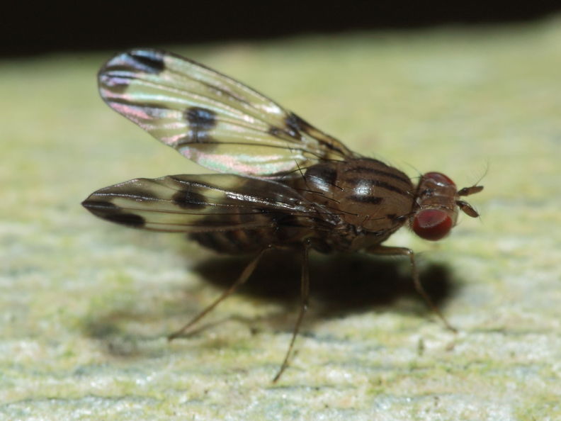 Drosophila punalua Hapapa 4401.jpg
