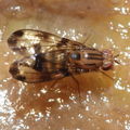 Drosophila punalua Kaala 7973