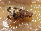 Drosophila punalua Kaala 7973