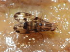Drosophila punalua Kaala 7974