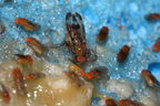 Drosophila punalua Nuuanu 0612