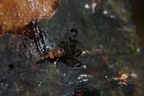 Drosophila punalua Nuuanu 0631