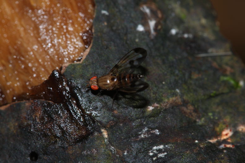 Drosophila punalua Nuuanu 0632.jpg