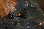 Drosophila punalua Nuuanu 0632