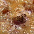Drosophila punalua Palikea 1783