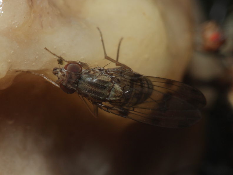 Drosophila reynoldsiae Manuwai 1029.jpg