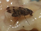 Drosophila reynoldsiae Manuwai 1030