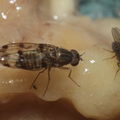 Drosophila reynoldsiae Manuwai 1031