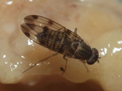 Drosophila reynoldsiae Manuwai 1032