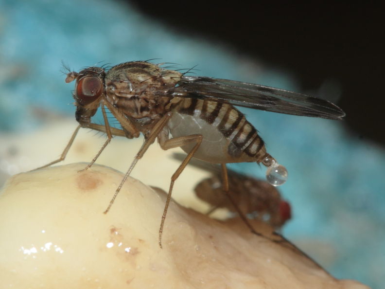 Drosophila reynoldsiae Manuwai 1033.jpg