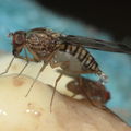 Drosophila reynoldsiae Manuwai 1033