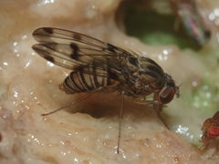Drosophila reynoldsiae Manuwai 1118